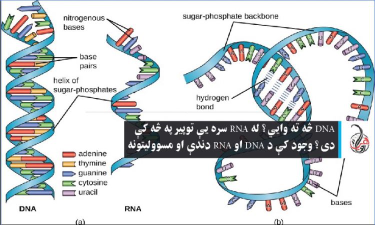 DNA څه ته وايي؟ له RNA سره يې توپير په څه کې دی؟ وجود کې د DNA او RNA دندې او مسووليتونه 